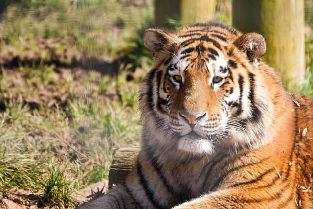 Czar the Amur tiger - credit ZLS Whipsnade Zoo