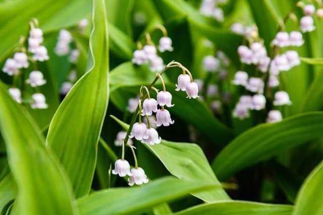 A beautiful spring flower - Lily of the Valley