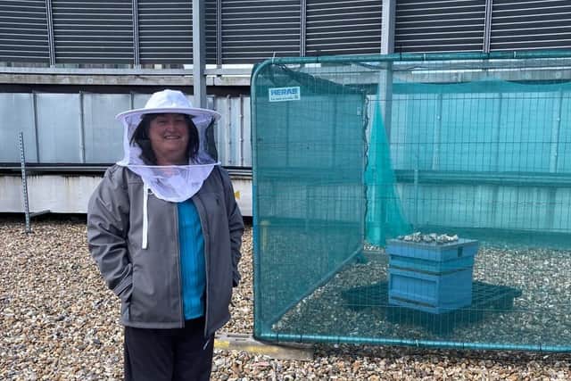 Volunteer Tina with the bees