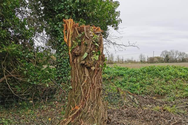 One of the willow trees in Barton-le-Clay after it was hacked down