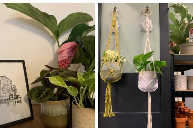 Left: House Planted and Helaena Blanch Art. Right: House Planted and Macrame Love.