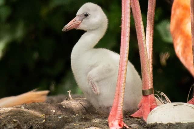 Incubated flamingo eggs hatch at ZSL Whipsnade Zoo
