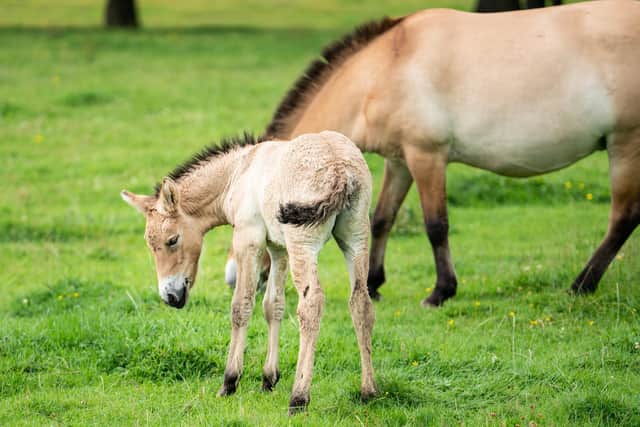 Whipsnade Zoo Foal close up