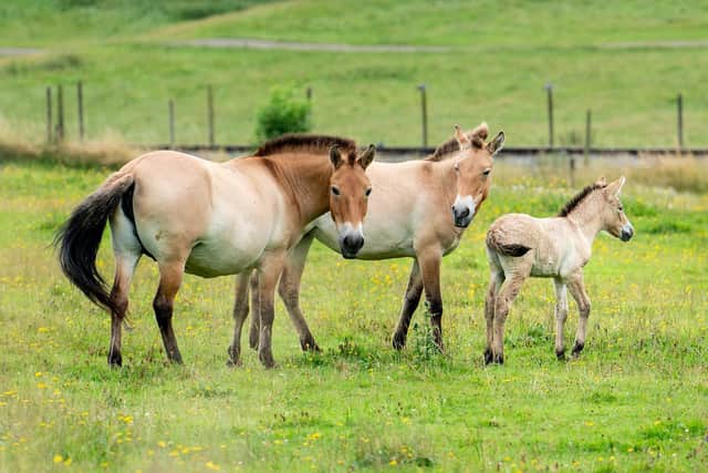 Foal with her mum and sister