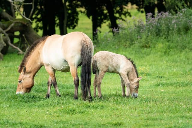 Foal with her mum