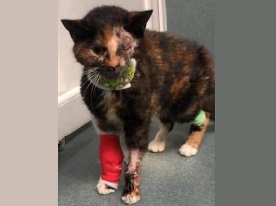 Trudie suffered catastrophic head injuries when she was hit by a bus in Luton (C) RSPCA