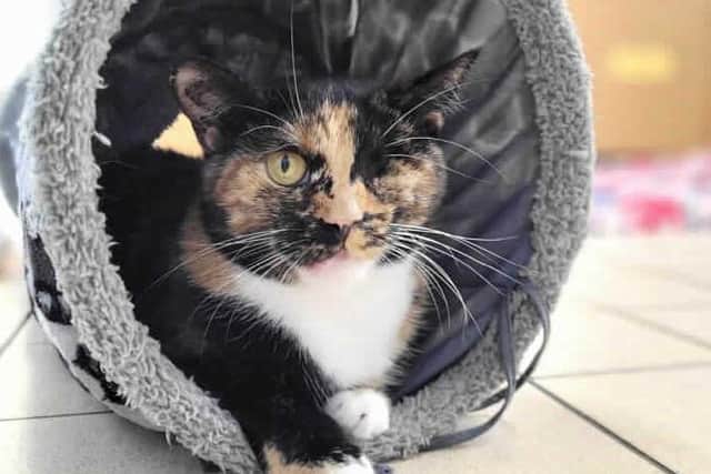Trudie the miracle cat is now on the look-out for a loving new home (C) RSPCA