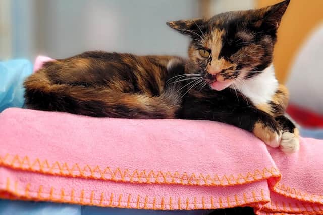 Trudie the miracle cat is now on the look-out for a loving new home (C) RSPCA