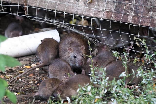 Rats at Toddington services