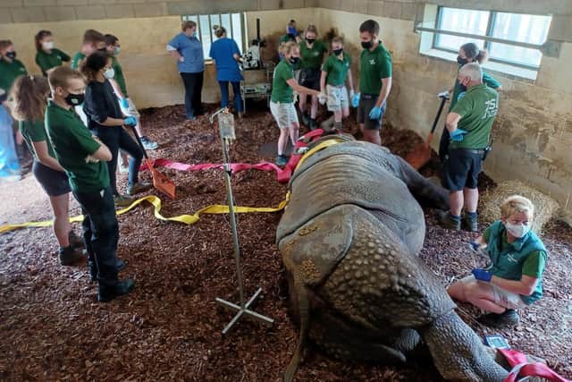 Hugo the Greater One-Horned Rhino is sedated for sight-saving surgery (c) ZSL Whipsnade Zoo