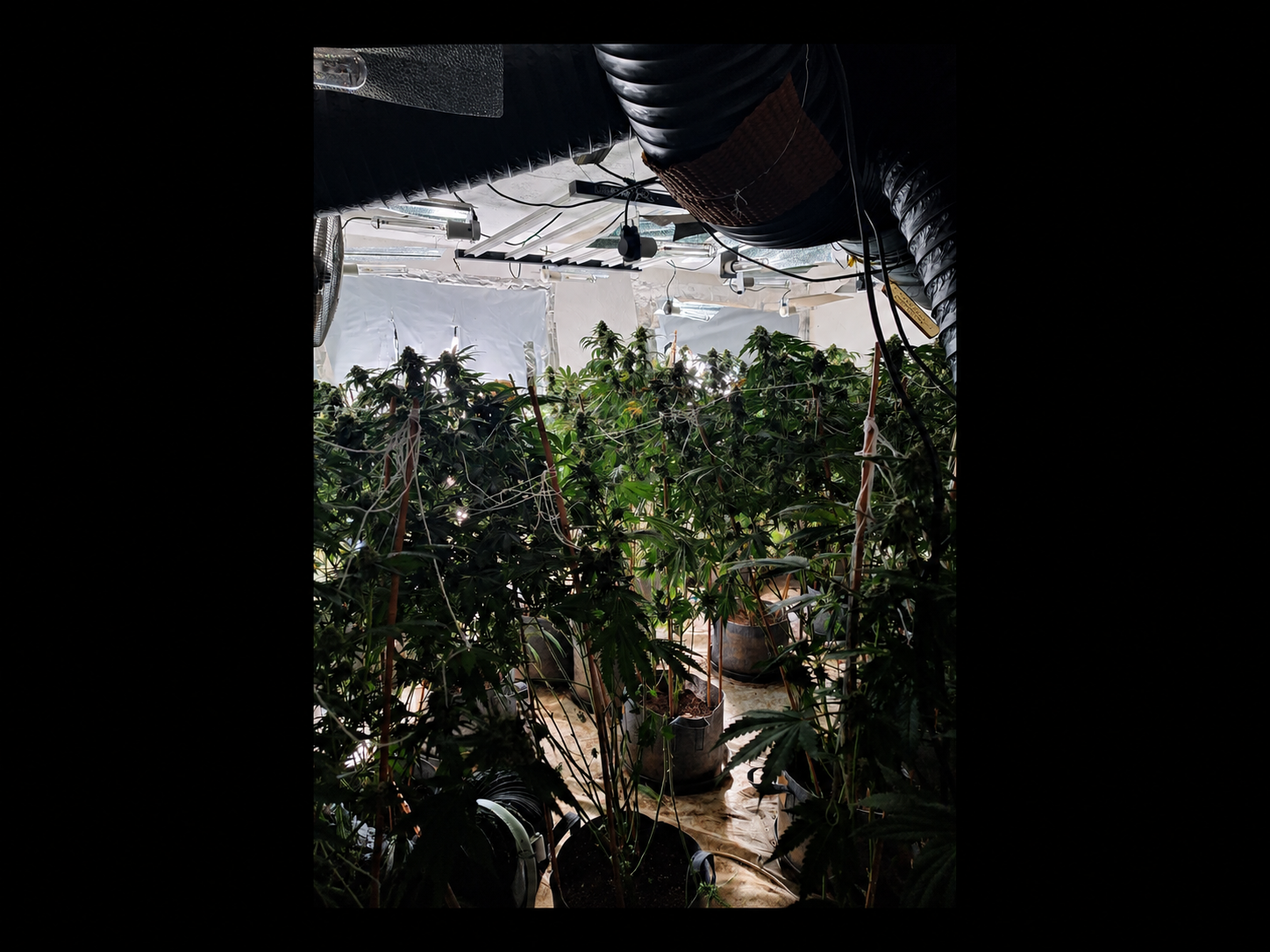 129 cannabis plants seized as 'factory' raided in Luton