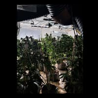 129 cannabis plants seized as 'factory' raided in Luton