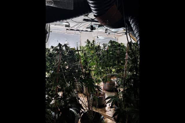The cannabis factory in Luton.