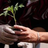 File photo of a person planting tomatoes (Photo by Justin Sullivan/Getty Images)
