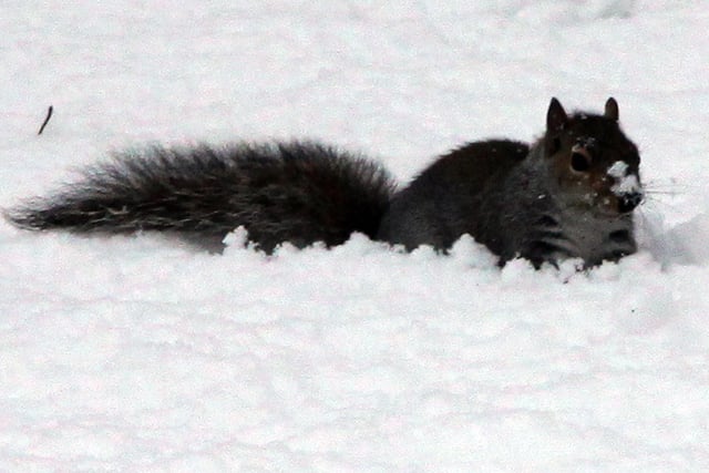 This little creature would find foraging for nuts impossible in snowy Chesterfield in 2020.