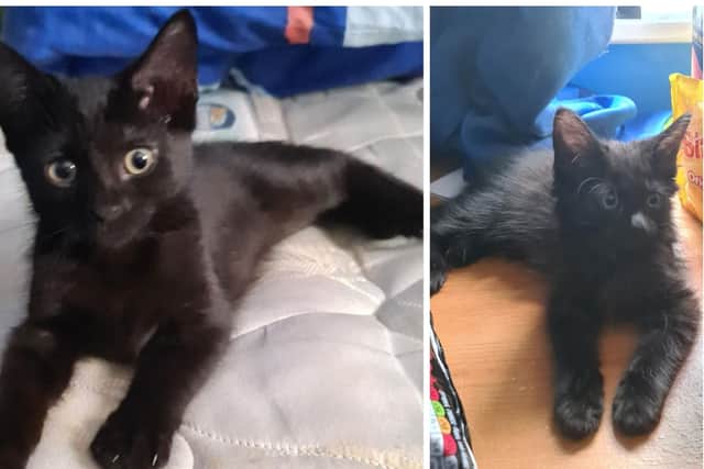 Anuket and Mafdet are currently up for adoption with TACO Cat Rescue. Cats are chipped and neutered before they leave the care of TACO Cat Rescue.
