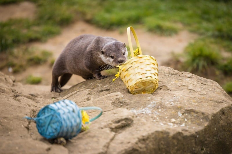 One of the Asian short-clawed otters investigates the Easter baskets