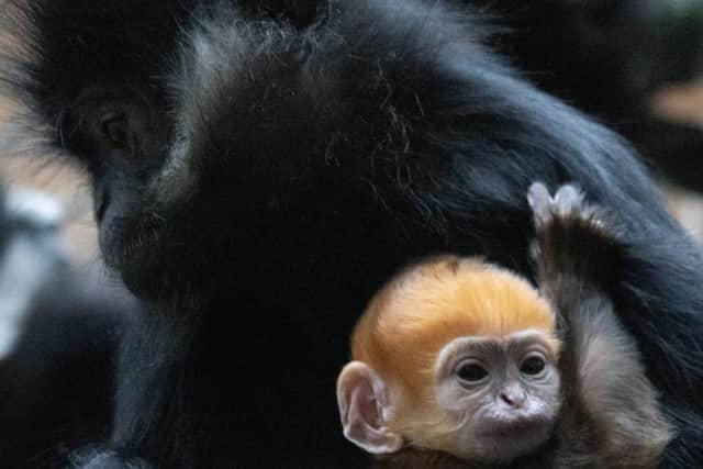 Baby François’ langur born at Whipsnade Zoo.