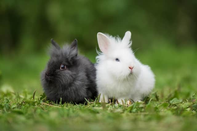 At midnight in Yorkshire on New Year’s eve say "black rabbits, black rabbits, black rabbits", and then, as the clock chimes twelve, say "white rabbits, white rabbits, white rabbits" for good luck (photo: Adobe)