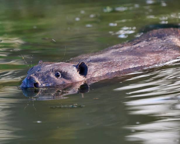 Beavers are back in Bedfordshire. Picture: Chiew Loo