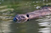Beavers are back in Bedfordshire. Picture: Chiew Loo