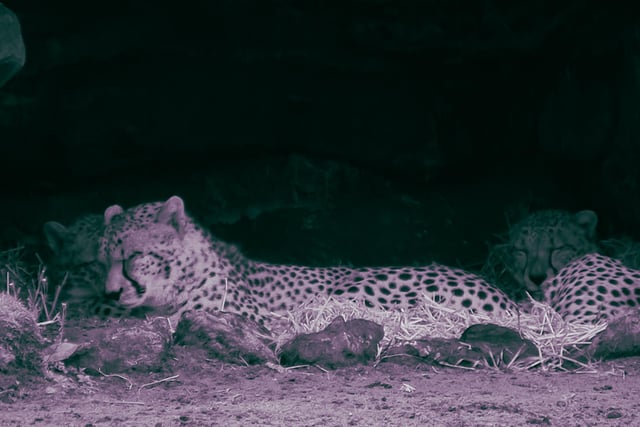 A sleepy cheetah nods off