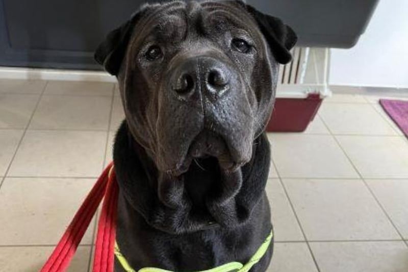 Sweet giant Brian is a two year old Sharpei Cross who is looking for his forever home. He wants nothing more than a fuss, and can potentially live with another dog or children if they will give him space when he needs it. Brian loves playing with his toys, so a toy box in his new home would be appreciated.