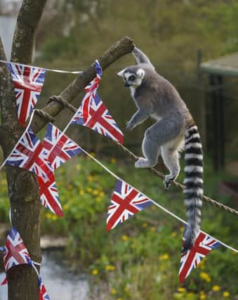 Ring Tailed Lemurs explore union flag bunting in their enclosure