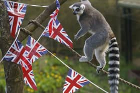 Ring Tailed Lemurs explore union flag bunting in their enclosure