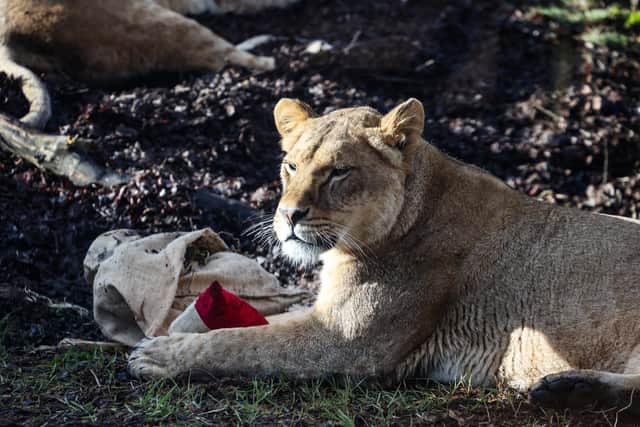The lions would appreciate any perfume you don't want anymore! Picture: Whipsnade Zoo/ZSL