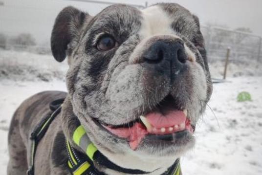 This seven-year-old bulldog is looking for a new home through no fault of her own. Lottie's behaviour has improved since returning to the rescue, and once she trusts you, Lottie will be the friendliest companion. Lottie would be suited to being the only pet in the home. Phone: 01908 584000 Email: beds.reception@nawt.org.uk