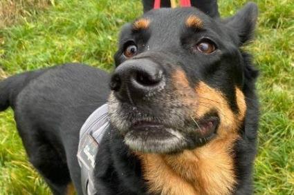 Storm is a six-year-old Rottweiler and German Shepard cross - and he is an absolute cutie! Storm is very intelligent and has captured the hearts of the NAWT Bedfordshire team, who say he has 'a big personality and an even bigger heart'. Storm is looking for a home with no other pets, and will be suitable for owners who have the time to continue his training. He may be suitable to live in a home with older children, but would prefer no feline friends.