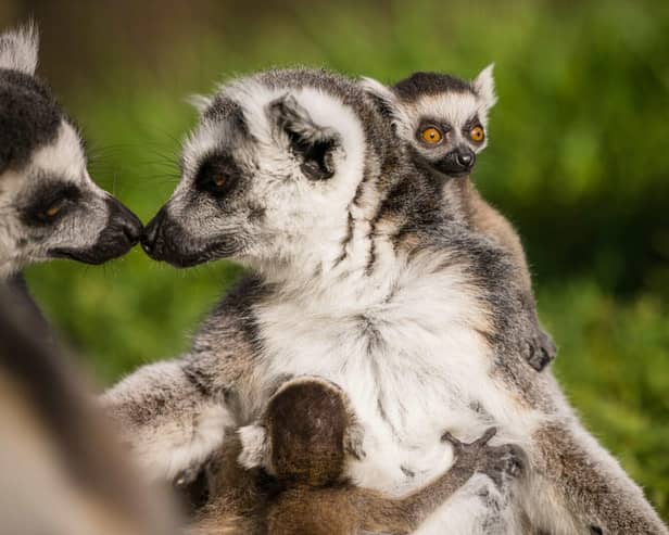 Ring tailed lemurs demonstrate strong bonds within the troop