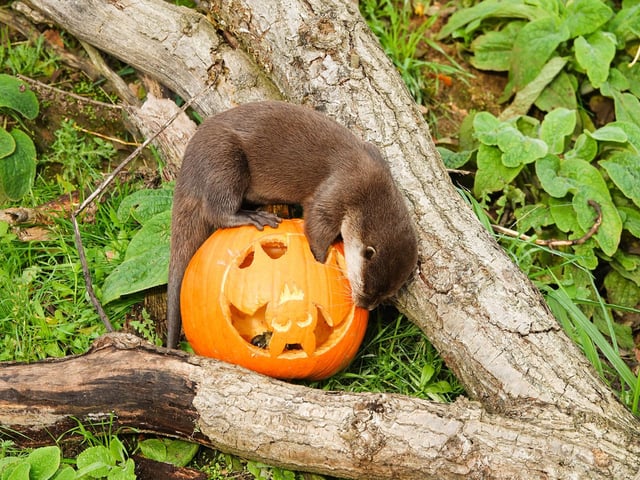 Families are invited to play boo with cuddly critters at Whipsnade Zoo. From a monstrous magic show, ghostly tales and a costume competition to a Halloween disco, and talks on the zoo's night-stalking residents, families are sure to get their Halloween fix in one fell swoop. The fun runs until Friday 29, with some activities extending until October 31. The cost is included with a regular zoo entry ticket.