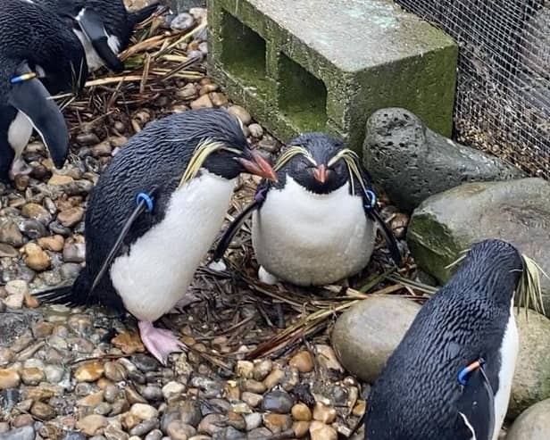 The nesting penguins are keeping their new eggs warm