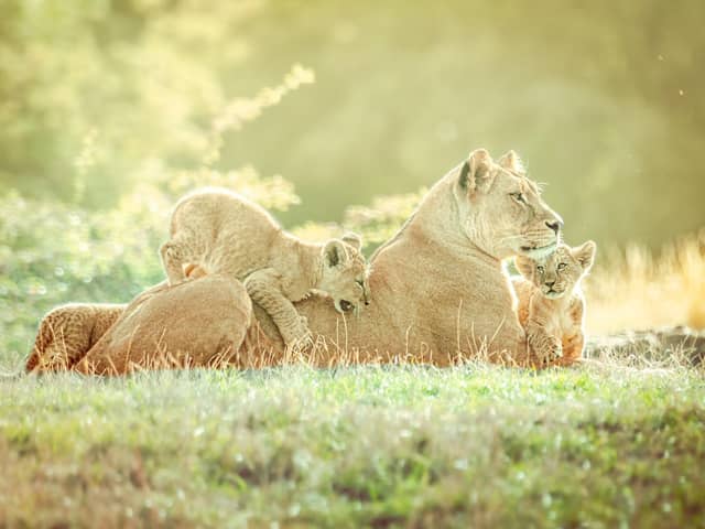Playtime.