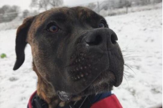 Caesar is an adult Mastiff Cross who came into NAWT Bedfordshire's care because his previous owners no longer had the time for him. Caesar is a very sweet boy who loves to be around people and having lots of fuss and attention. He will need a patient and confident new owner who will help him settle into the home. Phone: 01908 584000
Email: beds.reception@nawt.org.uk