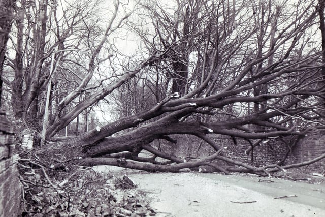 One of the fallen giants of Ecclesall Road South, Sheffield on February 16 1962