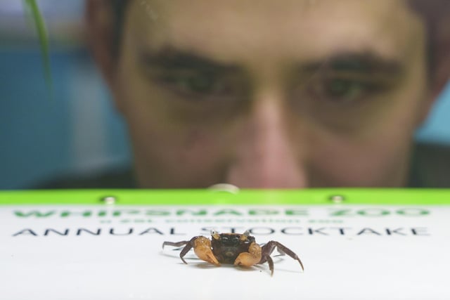 Zookeeper Thomas Maunden counts a Vampire Crab as part of the annual stocktake at Whipsnade Zoo.