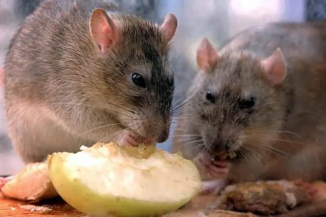The council was called to deal with nearly 1,500 rat and mice infestations