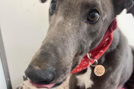 Gus the three-year-old Greyhound is looking for a wonderful retirement home to call his own. This ex-racing pooch is not used to being in a home environment, but is expected to adjust quickly. The NAWT Bedfordshire team have described him as a 'happy, loving chap' who will need to be taught how to cope with being alone. Gus would prefer to live in a home with older teenagers (16+).