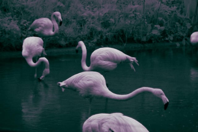 The beautiful flock of flamingos having a midnight snack
