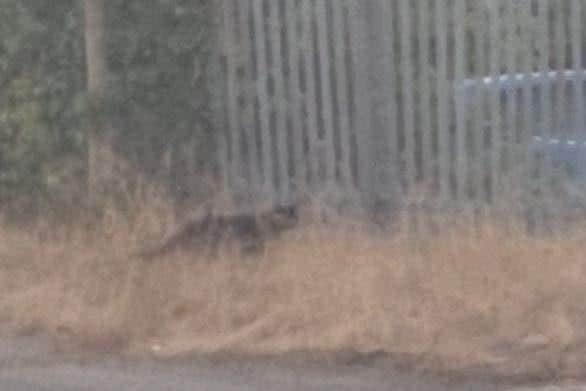 A big wild cat was spotted outside Leagrave train station
