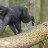 Sulawesi crested macaque explore brand new habitat at Whipsnade Zoo