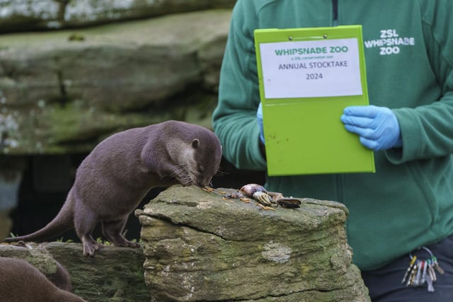 The Asian Short-clawed Otters were happy to turn up for their counting session in exchange for some grub, of course.
