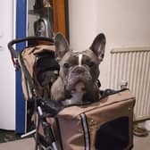 Gizmo in his buggy