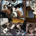 Some of the cats and kittens rescued. Picture: Cat Welfare Luton