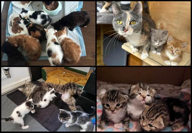 Some of the cats and kittens rescued. Picture: Cat Welfare Luton
