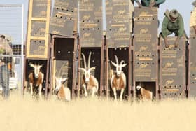 Extinct in the wild Scimitar-horned oryx being released in Chad– the result of a global collaborative breeding programme. Picture: ZSL