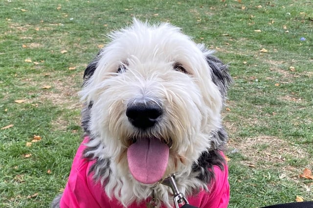 One of the four-legged participants: Betsy the old English sheep dog in Walk of Hope t-shirt